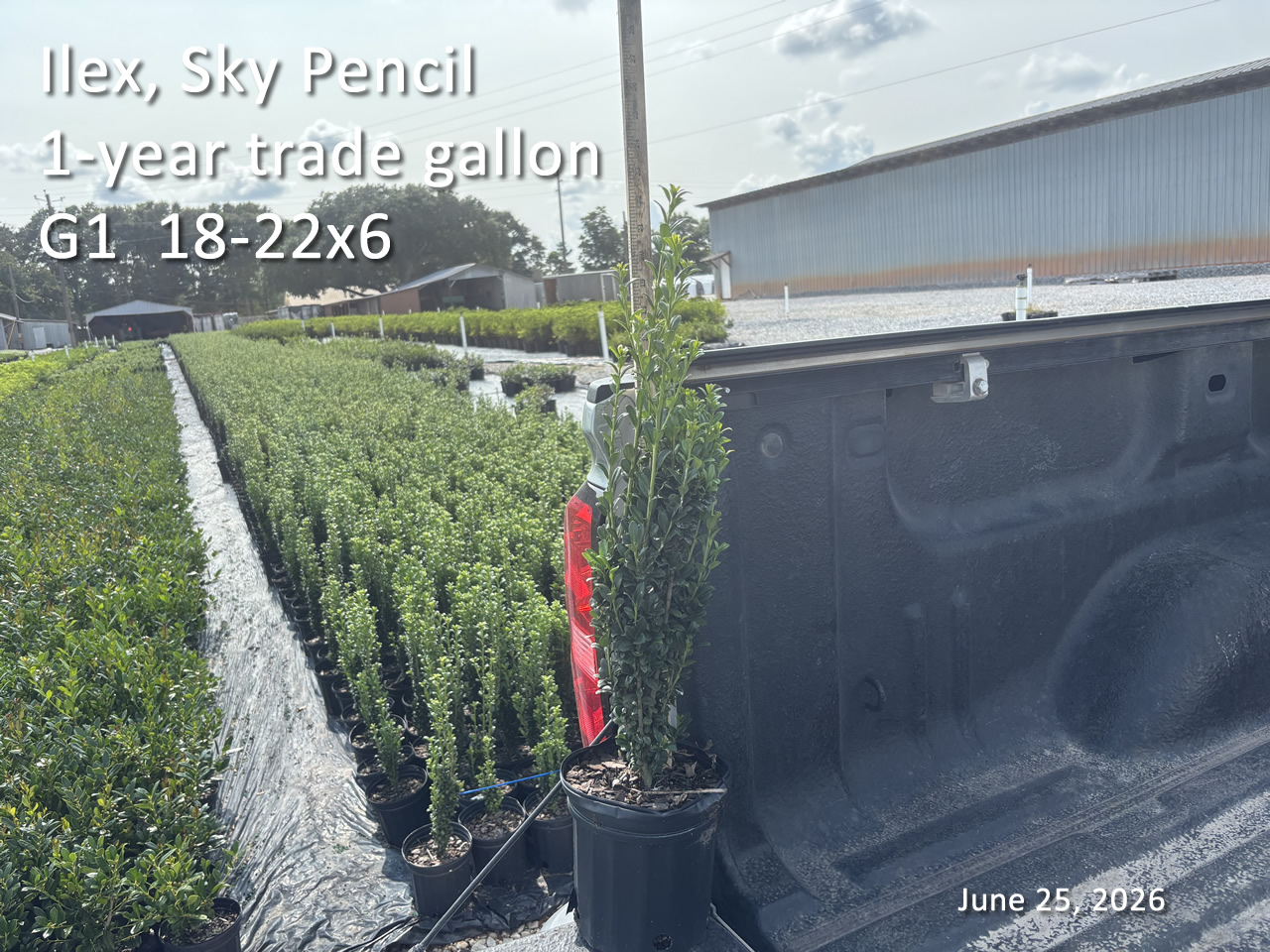 gallery/sky1yt g1 jun25.jpg
